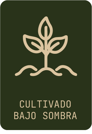 Café cultivado bajo sombra