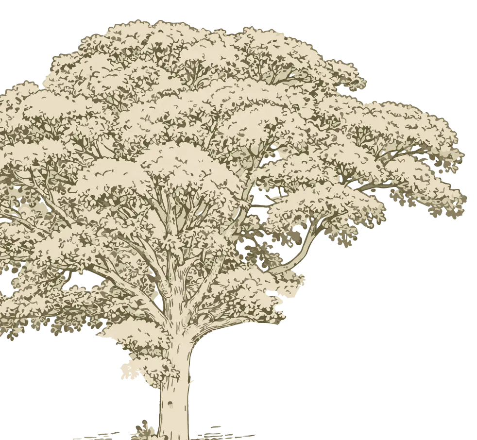 Ilustración de árbol de sombra en el cafetal