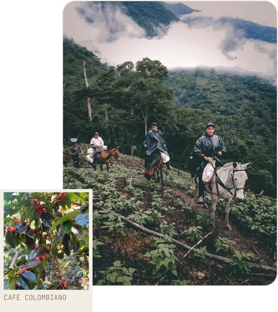 Caficultores recorriendo a caballo los cafetales de la Serranía del Perijá en Urumita
