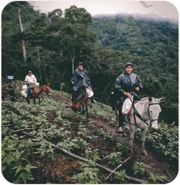 Caficultores a caballo en las montañas de Urumita, La Guajira