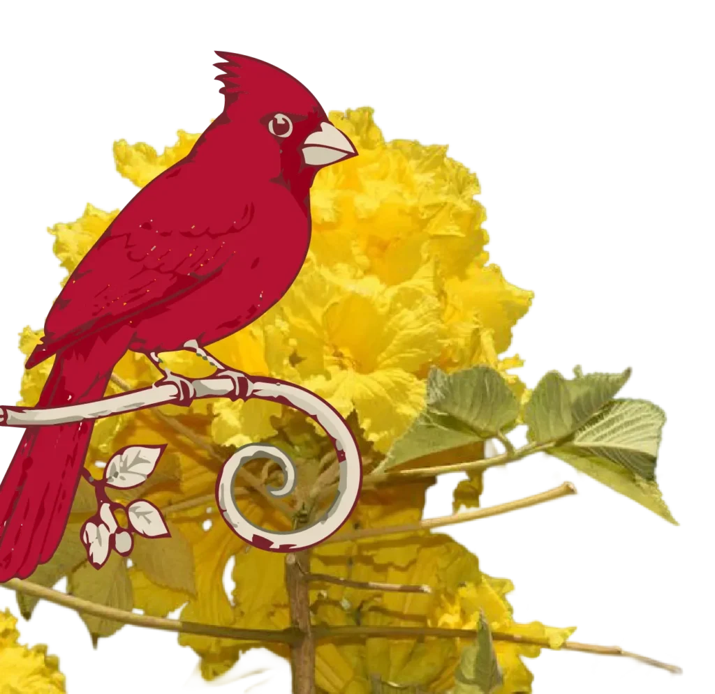 Cardenal guajiro sobre flores amarillas, ilustración de Café Guajiro