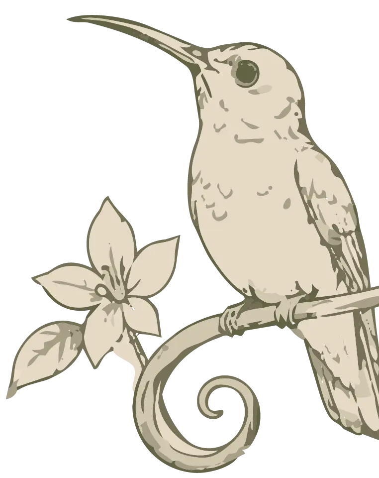 Ilustración de colibrí sobre una flor de café