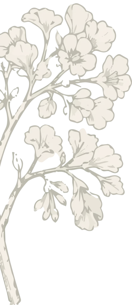 Ilustración de rama de flores de café