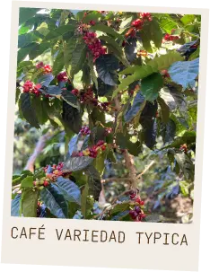 Cerezas de café variedad Typica en la planta