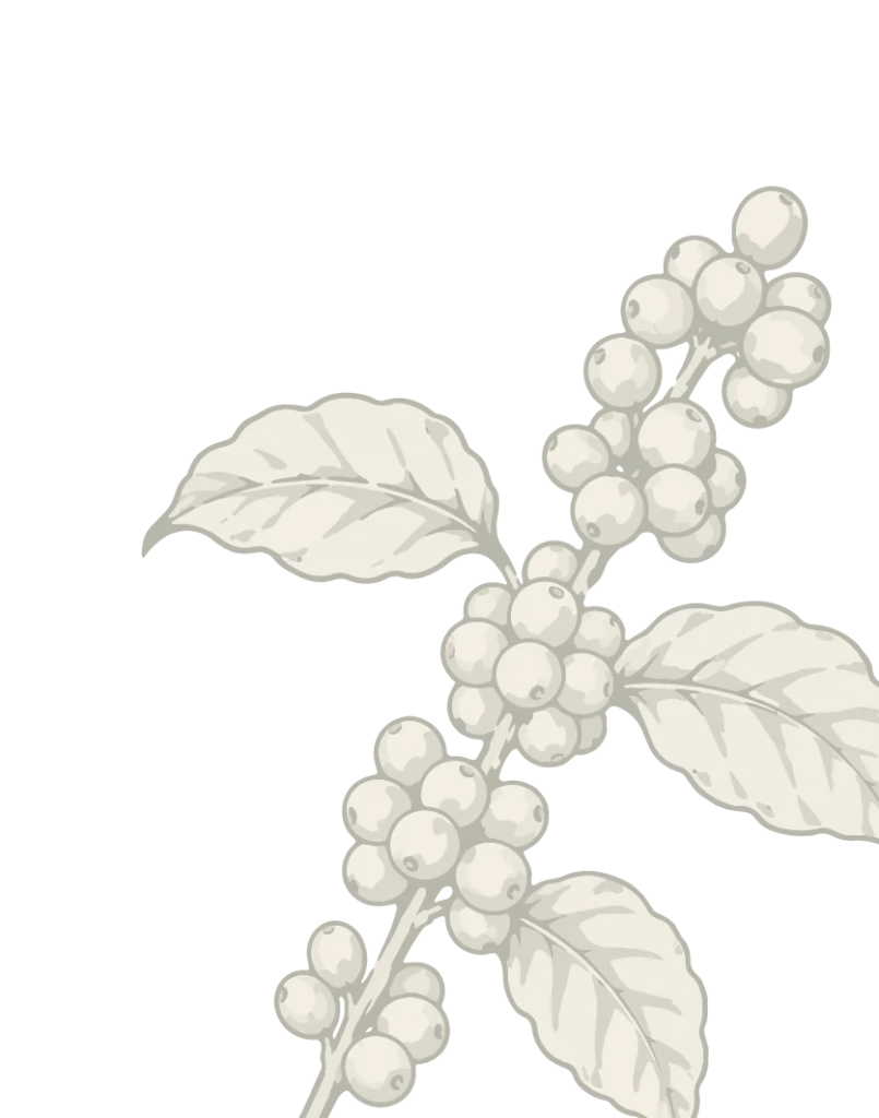 Ilustración de rama de café con cerezas